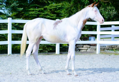 HorseID: 2257252 Fancy N White - PhotoID: 1059326