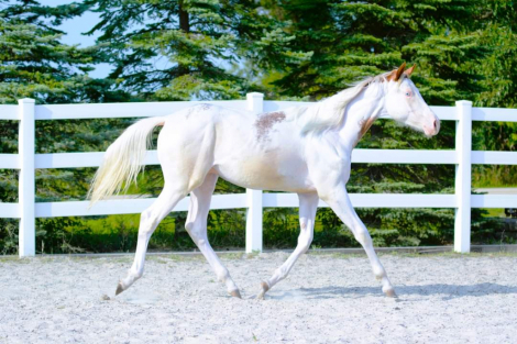 HorseID: 2257252 Fancy N White - PhotoID: 1059327