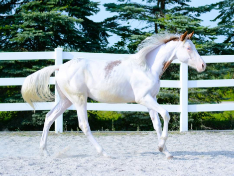 HorseID: 2257252 Fancy N White - PhotoID: 1059329