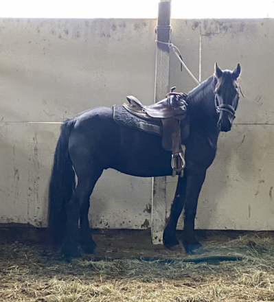 HorseID: 2260202 Icon of Majestic Friesians - PhotoID: 1051325