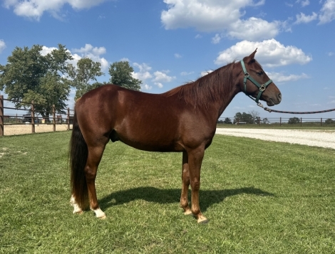 Friar Phoenix L., Chestnut Missouri Fox Trotter Horse Gelding, 2020 ...