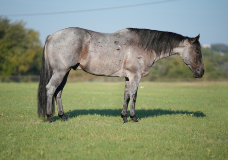 HorseID: 2260684 BOXO BLUE SCAT - PhotoID: 1045921