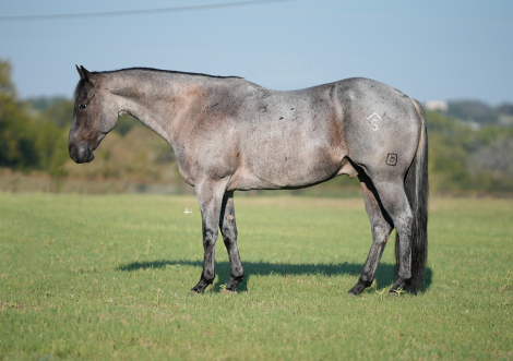 HorseID: 2260684 BOXO BLUE SCAT - PhotoID: 1045922