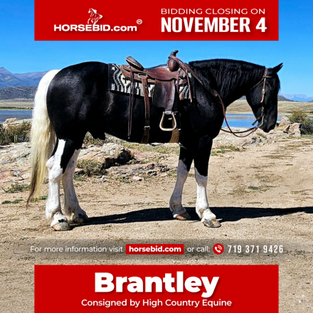 HorseID: 2260688 Brantley - PhotoID: 1042241