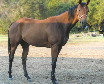 HorseID: 2261085 Filly #1 - PhotoID: 1059778