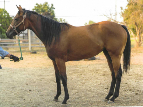 HorseID: 2261085 Filly #1 - PhotoID: 1059780