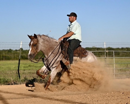 HorseID: 2261708 Spoonful of Berrys - PhotoID: 1029642