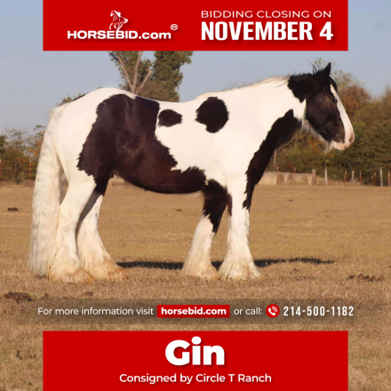 HorseID: 2261708 Gin - PhotoID: 1029641