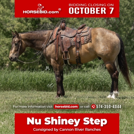 HorseID: 2262623 Nu Shiney Step - PhotoID: 1036986