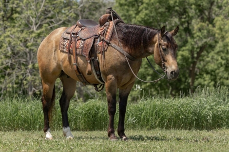 HorseID: 2262623 Nu Shiney Step - PhotoID: 1036988