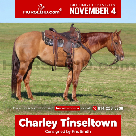 HorseID: 2262623 Charley Tinseltown - PhotoID: 1036986