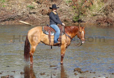 HorseID: 2262623 Charley Tinseltown - PhotoID: 1036988