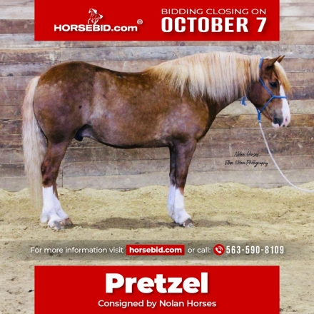 HorseID: 2262624 Pretzel - PhotoID: 1031019