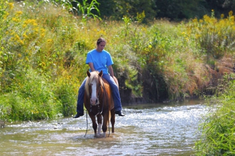 HorseID: 2262624 Pretzel - PhotoID: 1032129