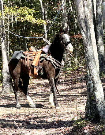 HorseID: 2263104 Fancy's Lady Anetbellum H. - PhotoID: 1059869