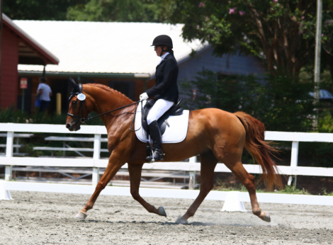 HorseID: 2264904 Fluffernutter WSF - PhotoID: 1060126