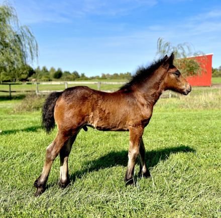 HorseID: 2265017 Blackshadow Lunar Eclipse - PhotoID: 1034244