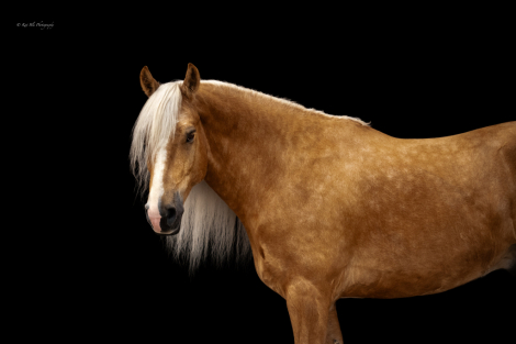 HorseID: 2265021 Abe - PhotoID: 1034263