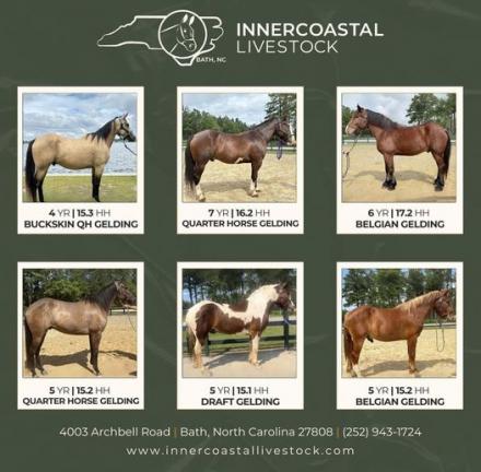 HorseID: 2265675 Horses For Sale - PhotoID: 1035128