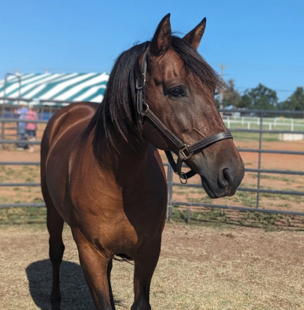 HorseID: 2265681 Merlins Illuminations - PhotoID: 1060737