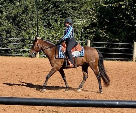 HorseID: 2265681 Merlins Illuminations - PhotoID: 1060738