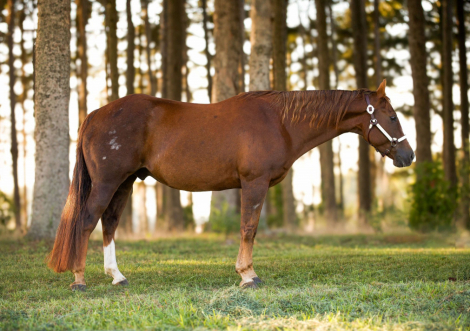 HorseID: 2265701 Flashy Funky Monkey - PhotoID: 1035184