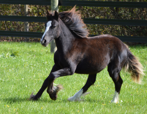 HorseID: 2266844 CHESTNUT OAK'S ZARRA - PhotoID: 1046773