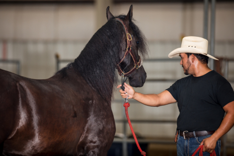 HorseID: 2267041 Aqui Venco Cowboy - PhotoID: 1060457