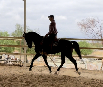 HorseID: 2268493 Cimmaron - PhotoID: 1060942