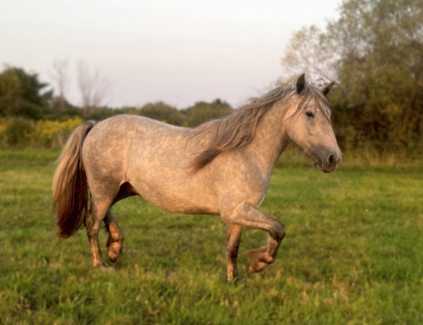 HorseID: 2270883 Blackshadow Moonstruck - PhotoID: 1058329