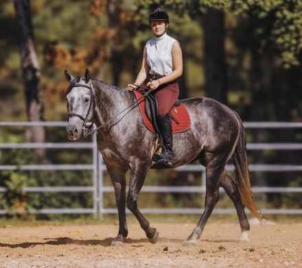 HorseID: 2271745 Moneys Silver Rio L - PhotoID: 1043308