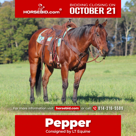 HorseID: 2271746 Pepper - PhotoID: 1043303