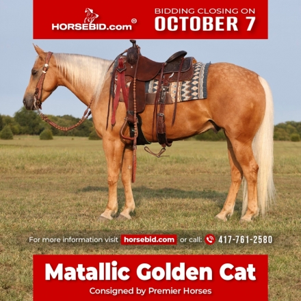 HorseID: 2271747 Matallic Golden Cat - PhotoID: 1043299