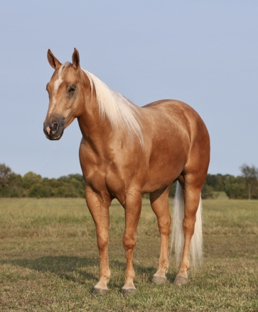 HorseID: 2271747 Matallic Golden Cat - PhotoID: 1043300