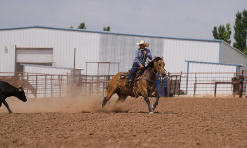 HorseID: 2271747 Zans Tuff Balou - PhotoID: 1043301