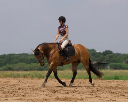 HorseID: 2271747 Zans Tuff Balou - PhotoID: 1043302