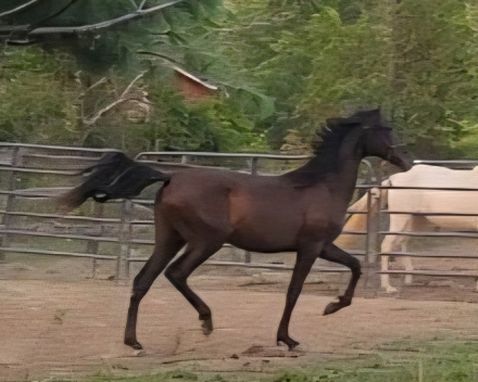 HorseID: 2272256 Bolero EMC - PhotoID: 1085807