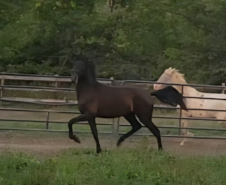 HorseID: 2272256 Bolero EMC - PhotoID: 1085808