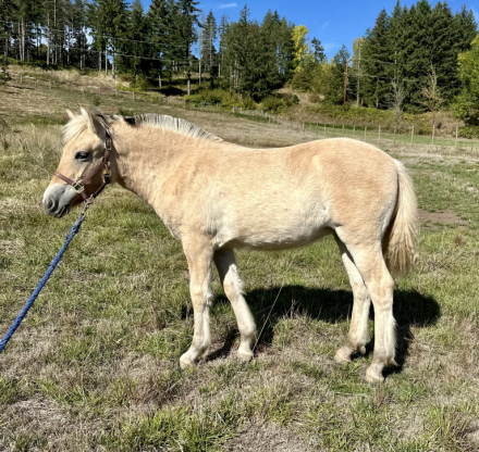 HorseID: 2272430 Frontier Fjords Svala - PhotoID: 1044752