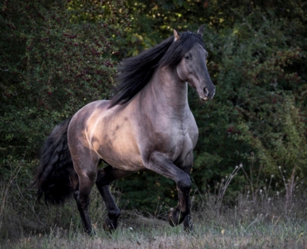 HorseID: 2272588 Tjaard Fan MLS - PhotoID: 1044609