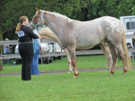 HorseID: 2273751 Poseidon’s vengeance - PhotoID: 1058888