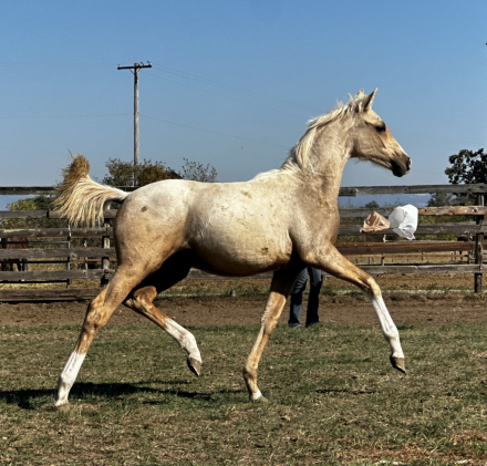 HorseID: 2273831 Whirlwynds André - PhotoID: 1047275