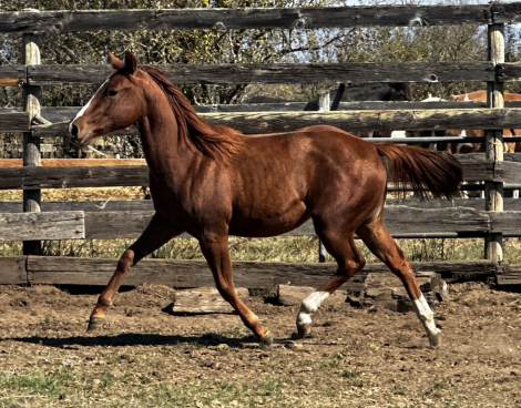 HorseID: 2273833 The sour patch kid - PhotoID: 1052287