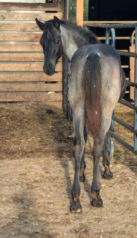 HorseID: 2273871 KF Hydys Bleu Satin - PhotoID: 1051850