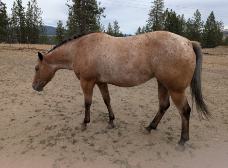 HorseID: 2274880 Lylah - PhotoID: 1047532