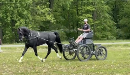 HorseID: 2275229 Hero - PhotoID: 1085901