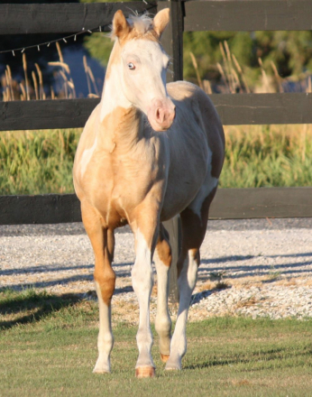 HorseID: 2275395 BELLES GUNNINFORCHEX - PhotoID: 1048168