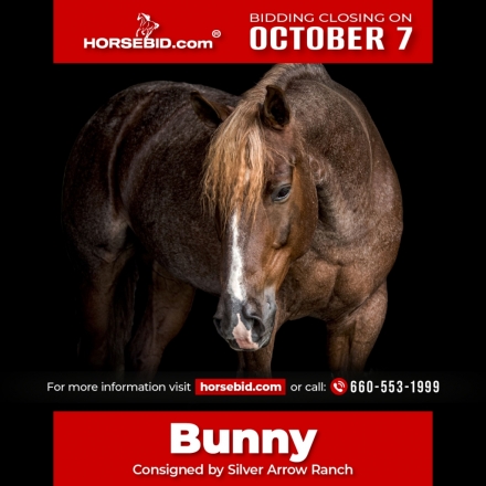 HorseID: 2275762 Bunny - PhotoID: 1048787