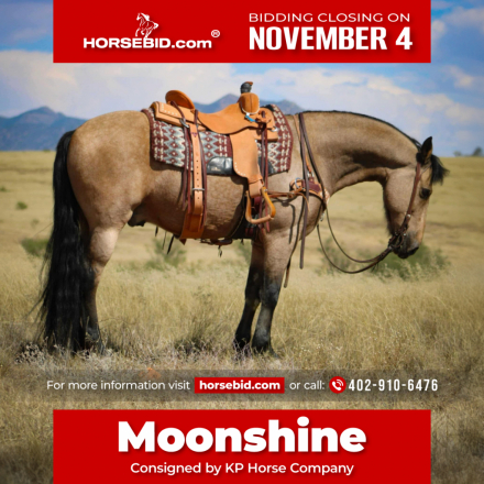 HorseID: 2275762 Moonshine - PhotoID: 1048787