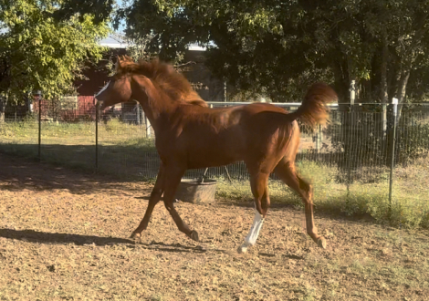 HorseID: 2276328 Make Way For Maisy - PhotoID: 1049581